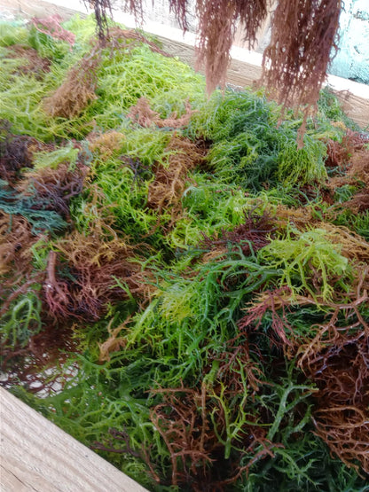 Organic Sea Moss GOLD